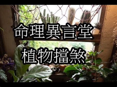 擋煞植物